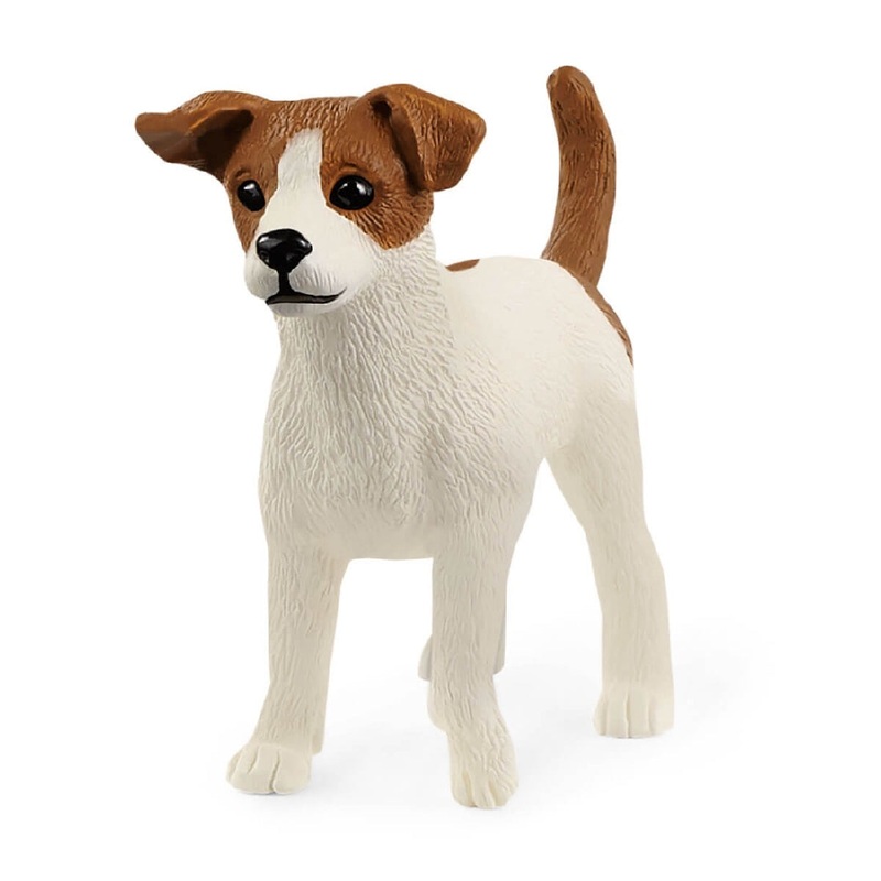 Jack Russell Terrier 13916