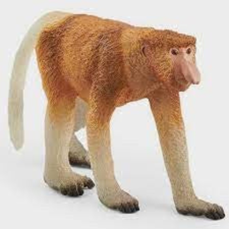 Proboscis Monkey 14846