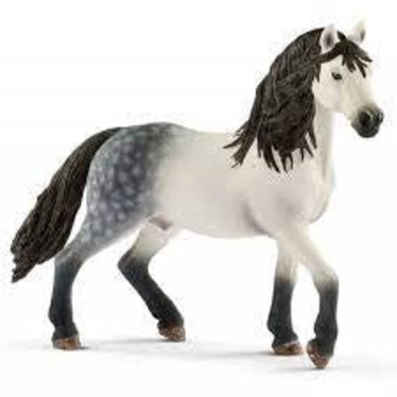 Andalusian Stallion 13821