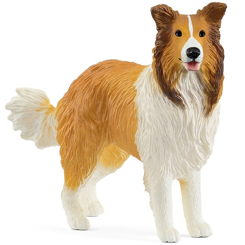 Collie 13998