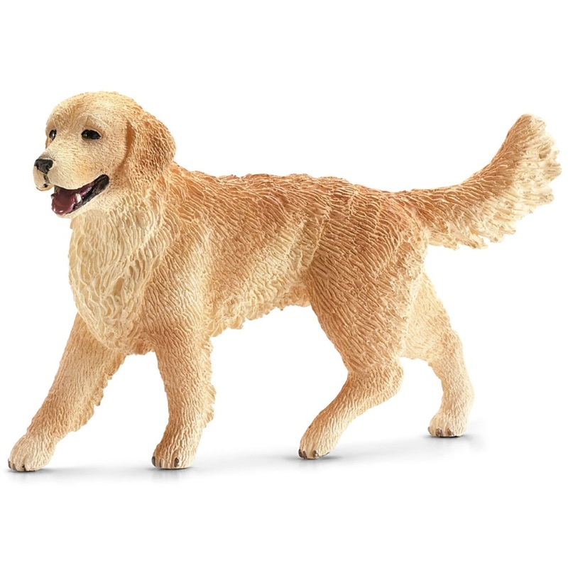 Golden Retriever Female 16395 Nc