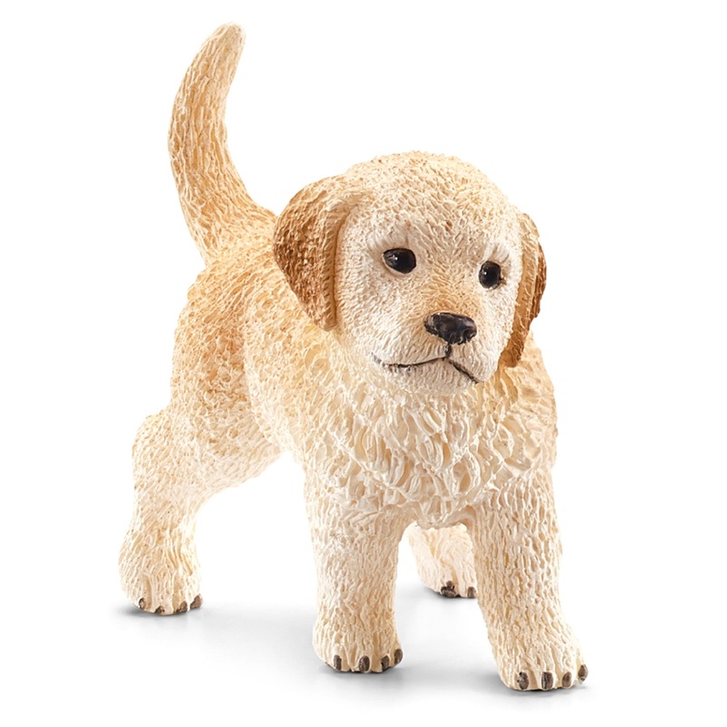Golden Retriever Puppy 16396 Nc