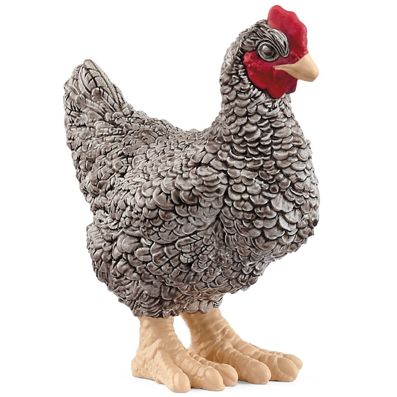 Plymouth Rock Chicken 13997