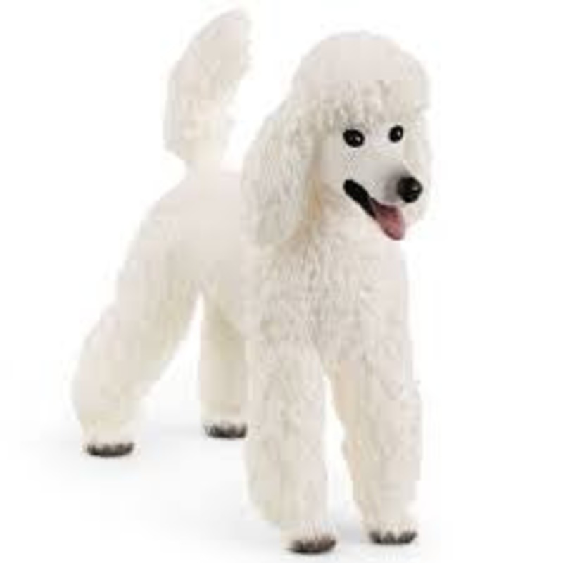 Poodle 13917
