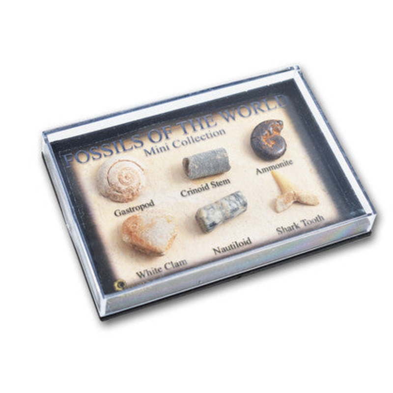 Mini Fossil Chart Box
