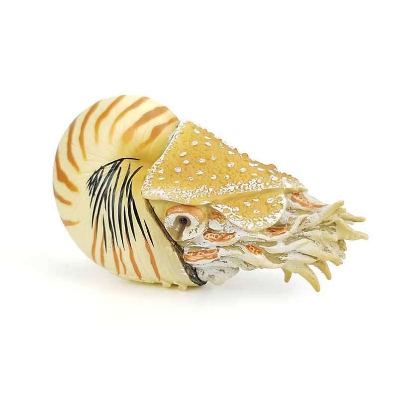 CO Nautilus Pompilius (XL)
