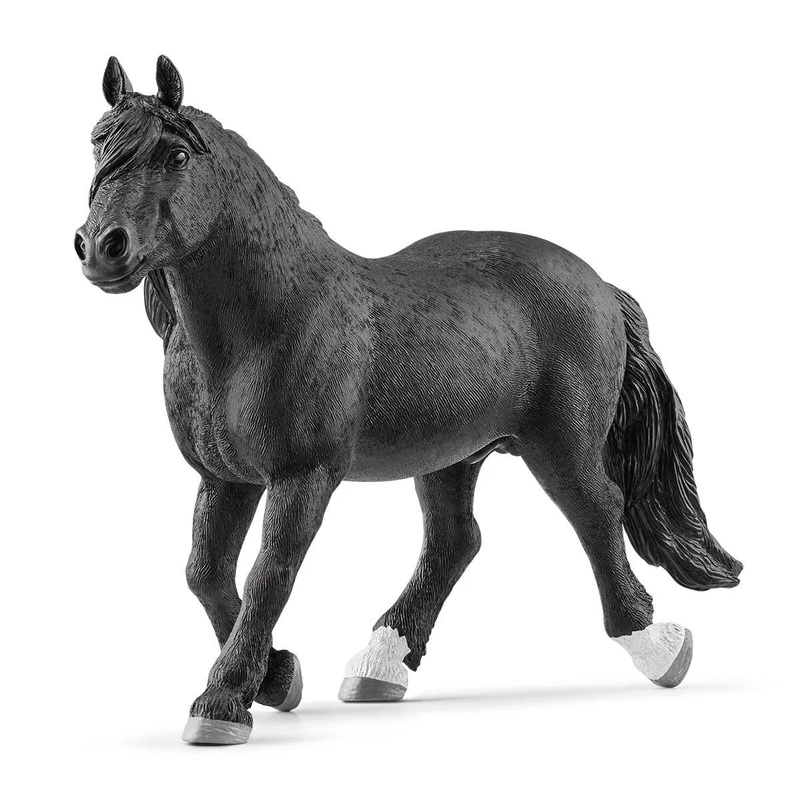 SC Noriker Stallion (Grey Dot)