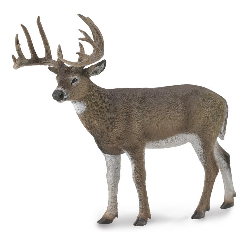 CO White Tailed Deer (L)