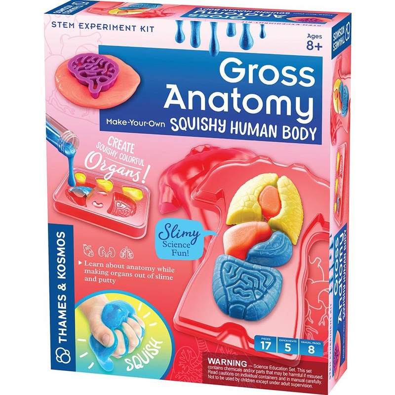 Gross Anatomy
