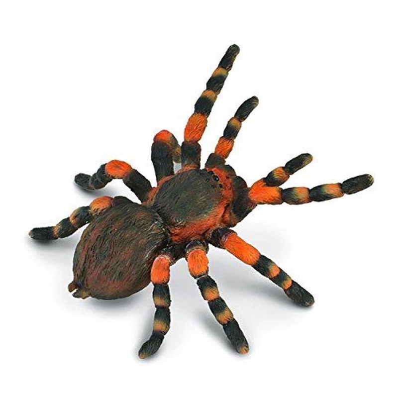 CO Mexican Redknee Tarantula (L)
