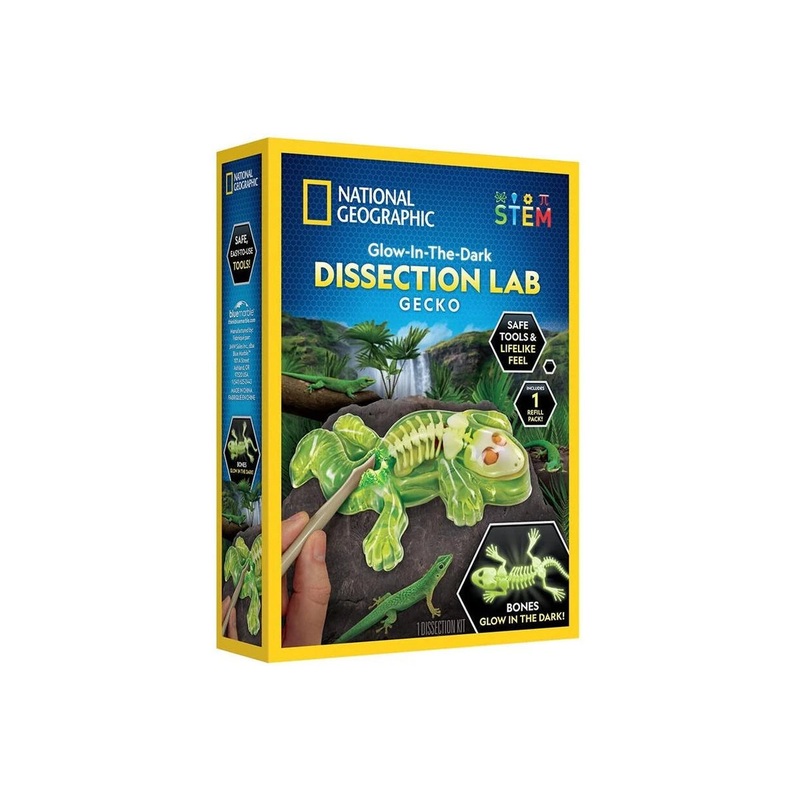 NG Gecko Dissection Lab
