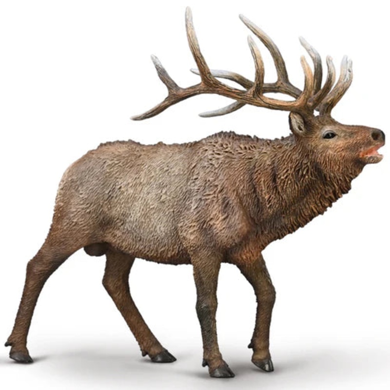 CO Wapiti (XL)